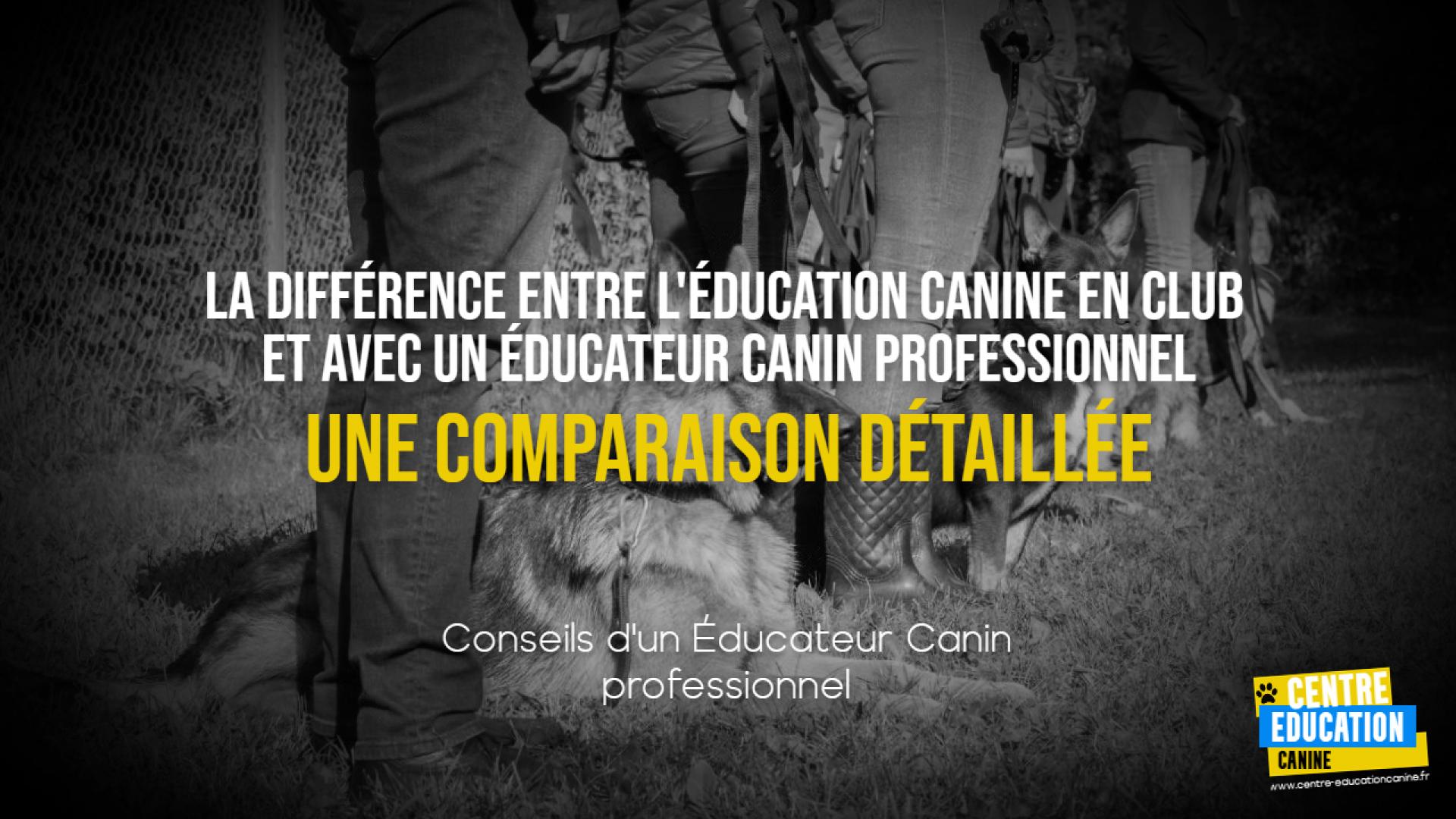 La Différence Entre l Éducation Canine en Club et Avec un Éducateur